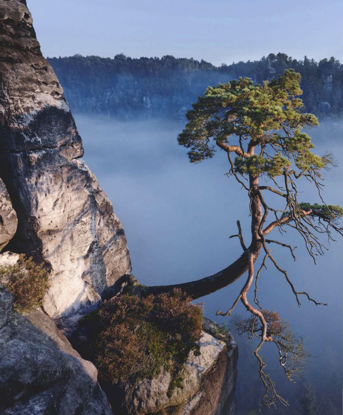 Baum findet seine Art zu leben an einem Berghang