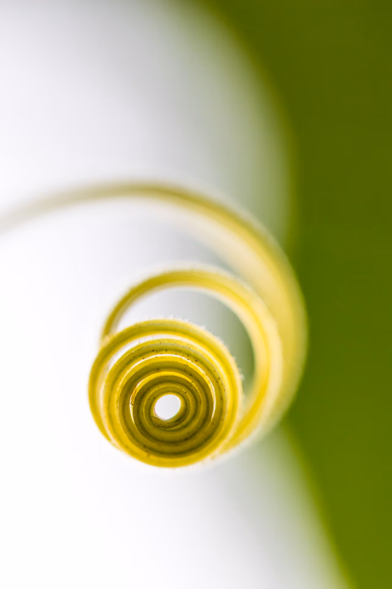 Pflanze entfaltet sich in ihrer Kraft